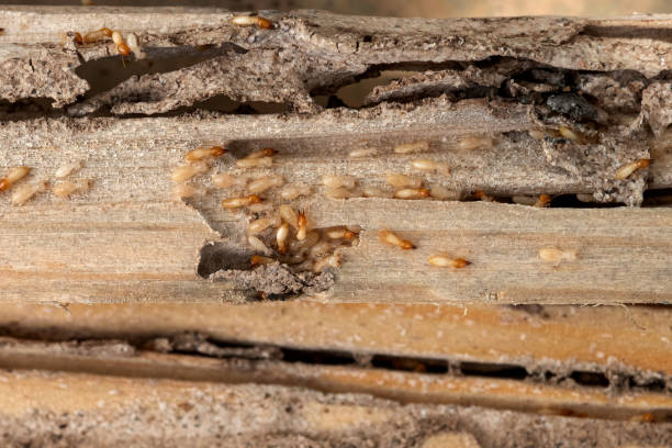 Best Pest Control Near Me in Parker City, IN